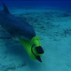 Illustration for article titled Pentagon To Replace Mine-Clearing Dolphins With Robots